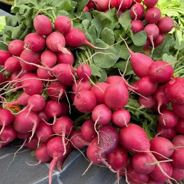 Pink Beauty Radish Seeds