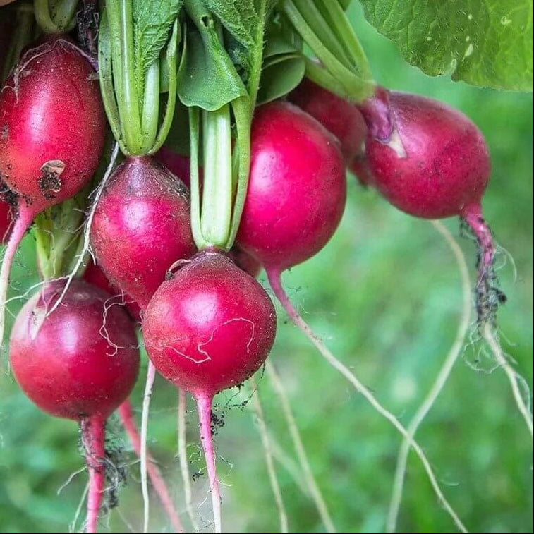 Pink Beauty Radish Seeds