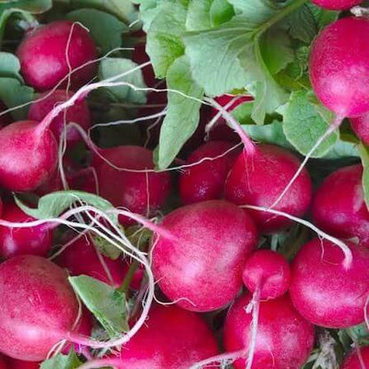 Pink Beauty Radish Seeds