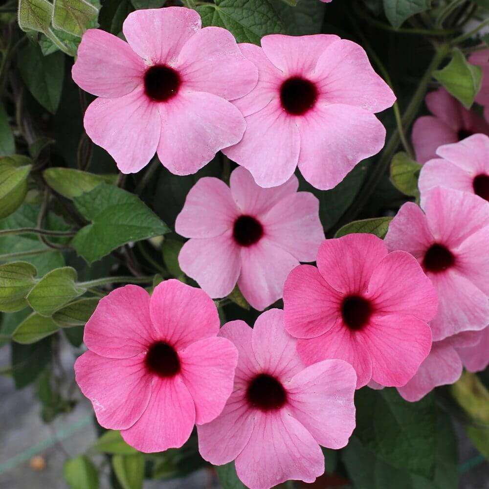 Pink Beauty Thunbergia Seeds - Heirloom Flower Plant for Home Gardens