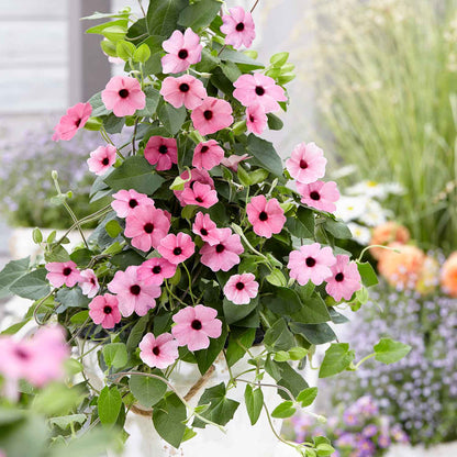 Pink Beauty Thunbergia Seeds - Heirloom Flower Plant for Home Gardens