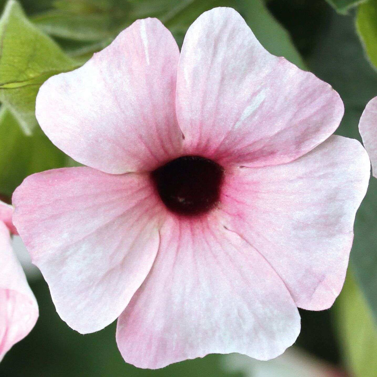 Pink Beauty Thunbergia Seeds - Heirloom Flower Plant for Home Gardens