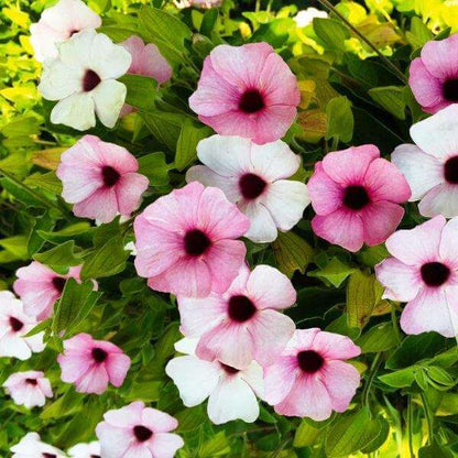 Pink Beauty Thunbergia Seeds - Heirloom Flower Plant for Home Gardens