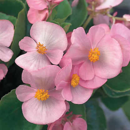 Pink Begonia Seeds