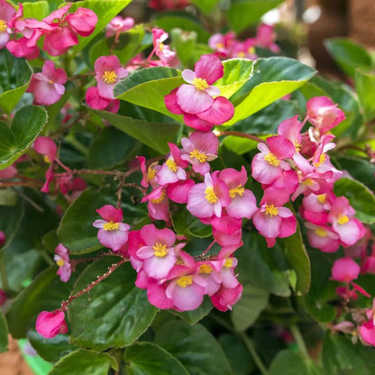 Pink Begonia Seeds