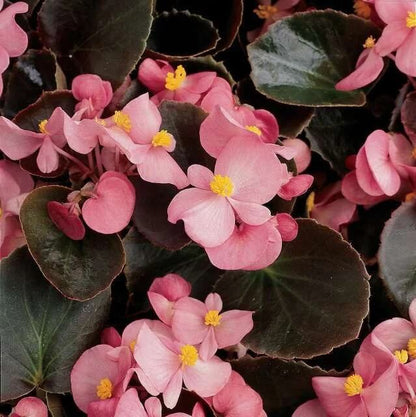 Pink Begonia Seeds