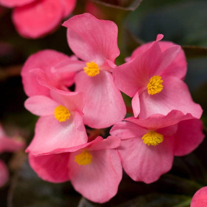 Pink Begonia Seeds