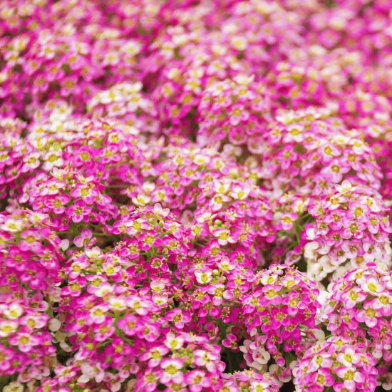 Pink Bonnet Flower Seeds