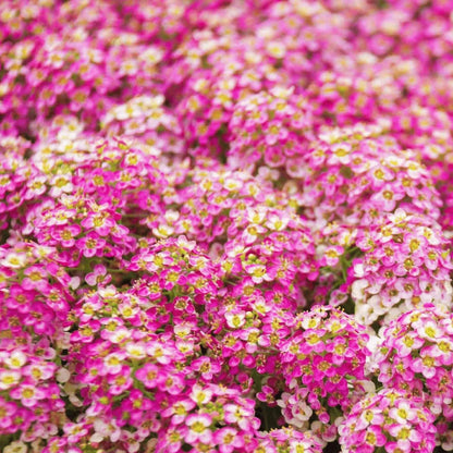 Pink Bonnet Flower Seeds