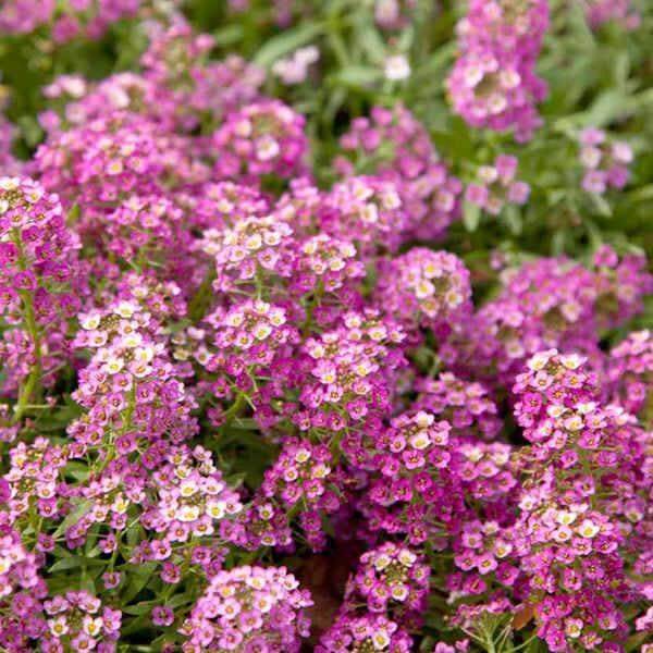 Pink Bonnet Flower Seeds
