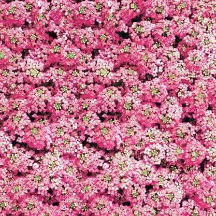 Pink Bonnet Flower Seeds