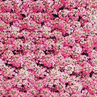 Pink Bonnet Flower Seeds
