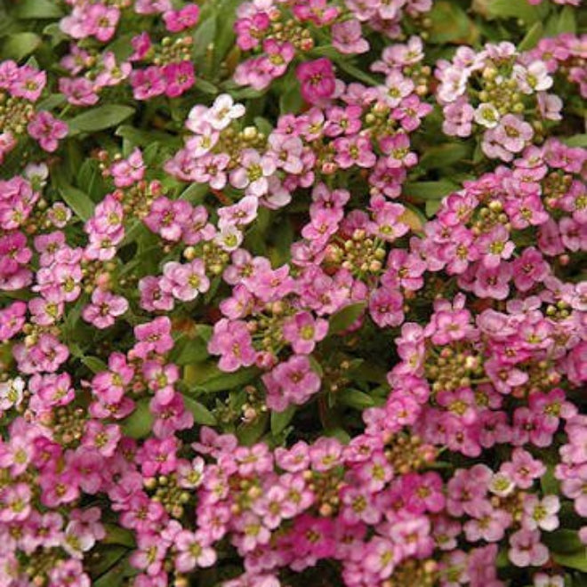 Pink Bonnet Flower Seeds