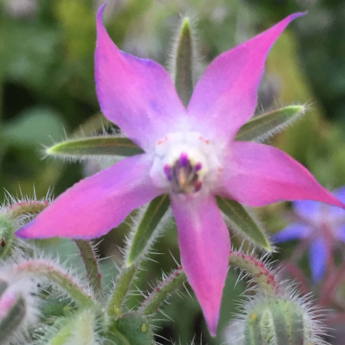 Pink Borage Seeds