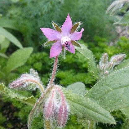 Pink Borage Seeds