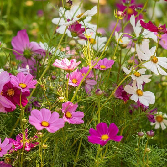Pink Calendula Seeds - Flower Plant for Home Gardens