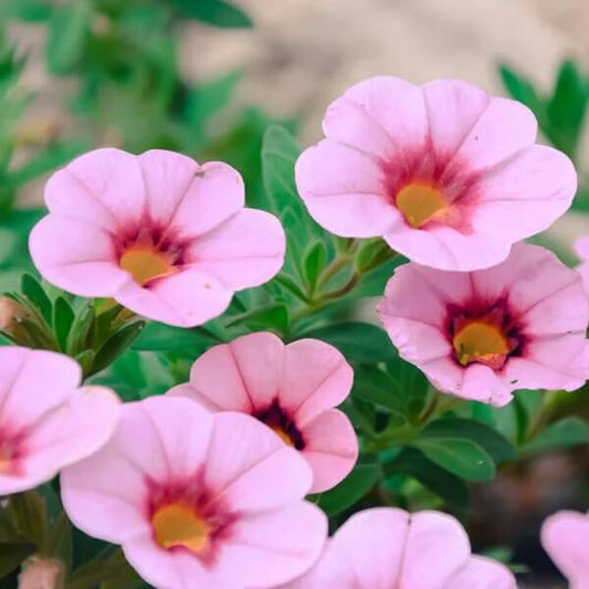 Pink Calibrachoa Seeds