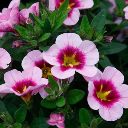 Pink Calibrachoa Seeds