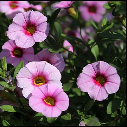 Pink Calibrachoa Seeds