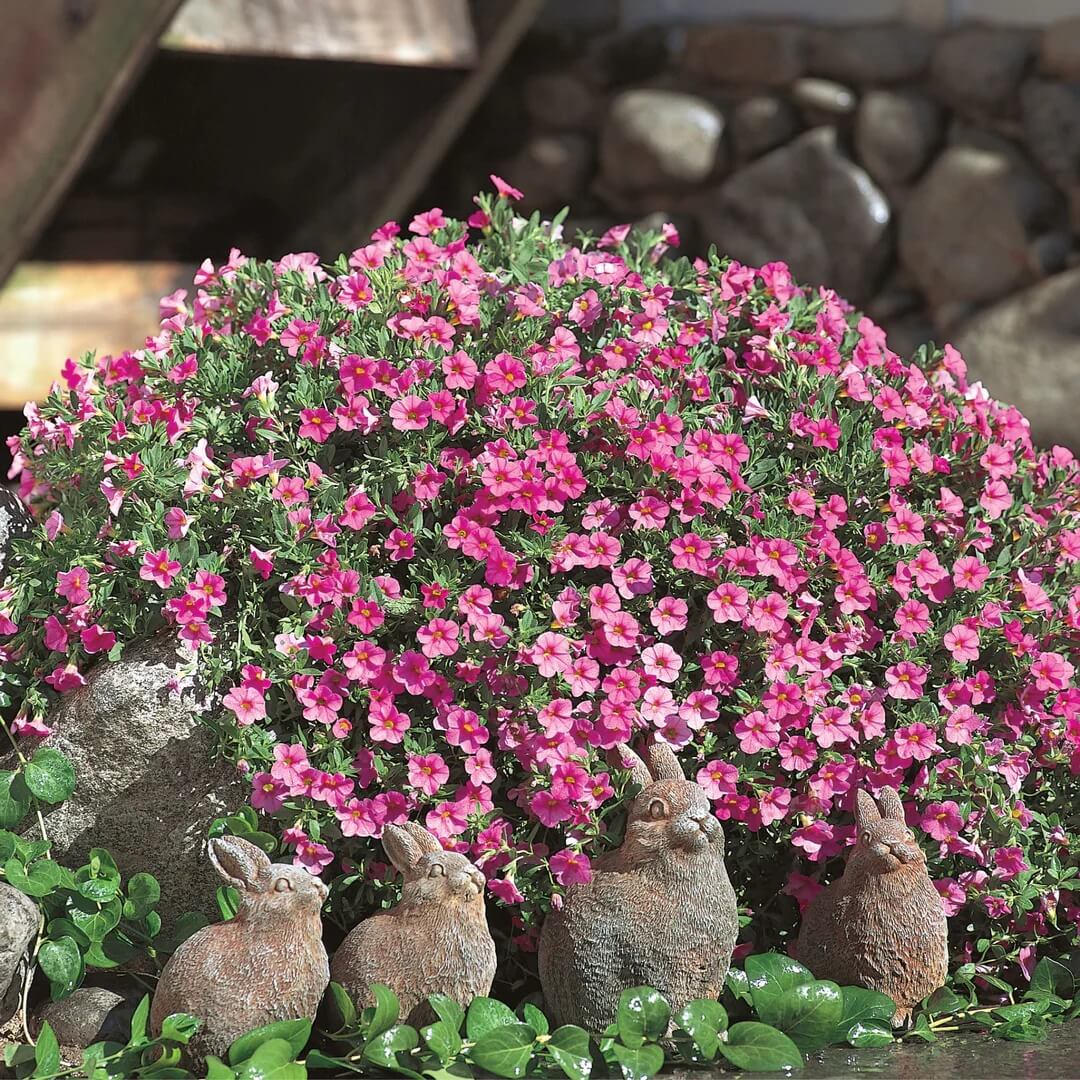 Pink Calibrachoa Seeds 