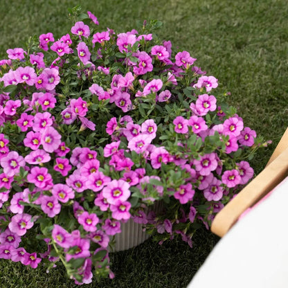 Pink Calibrachoa Seeds 