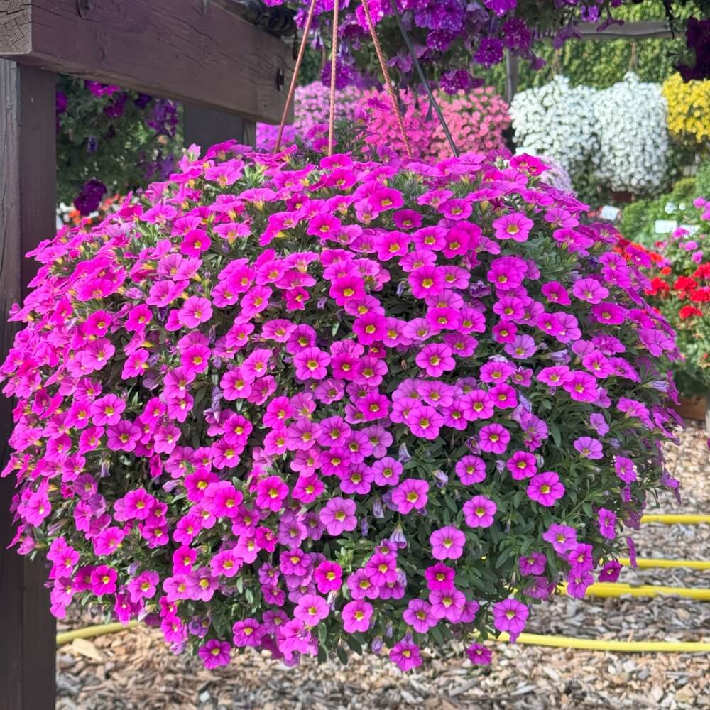 Pink Calibrachoa Seeds 