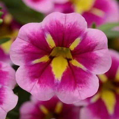 Pink Calibrachoa Seeds 