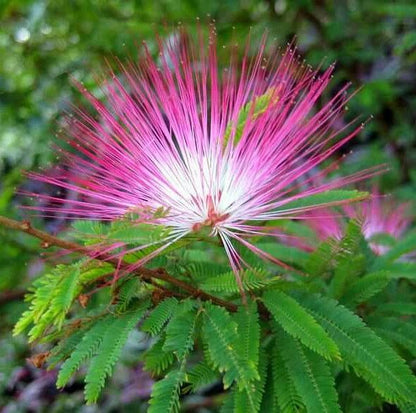 Pink Calliandra Eriophylla Plant Seeds