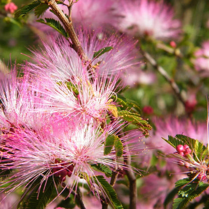 Pink Calliandra Eriophylla Plant Seeds