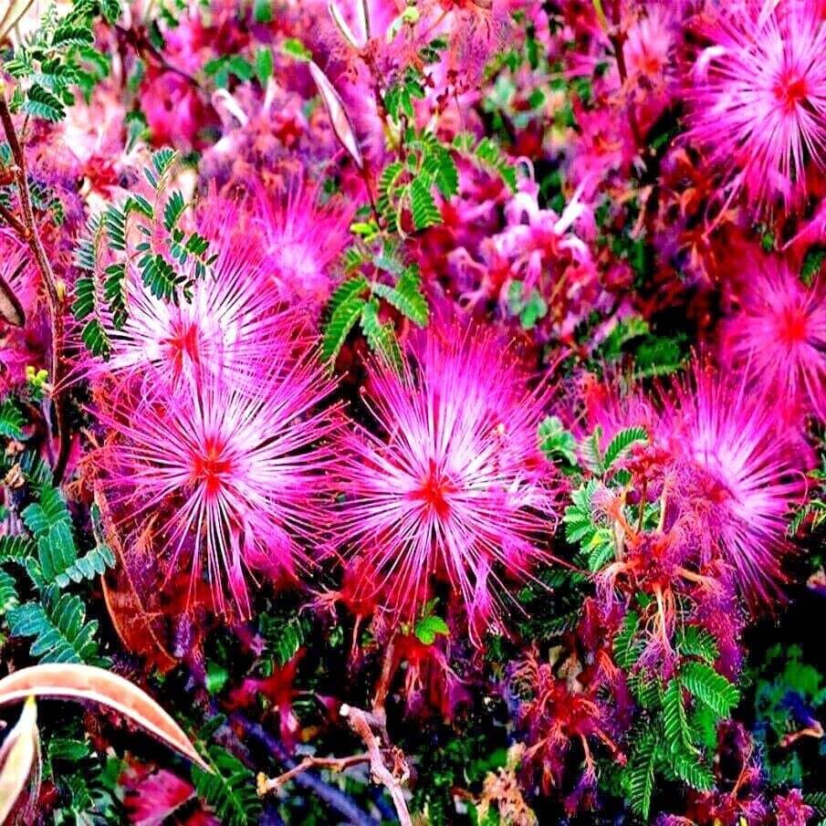 Pink Calliandra Eriophylla Plant Seeds