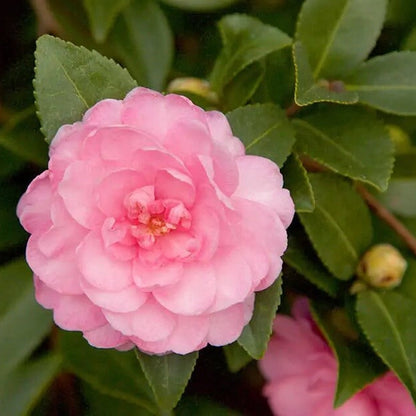 Pink Camellia Seeds 