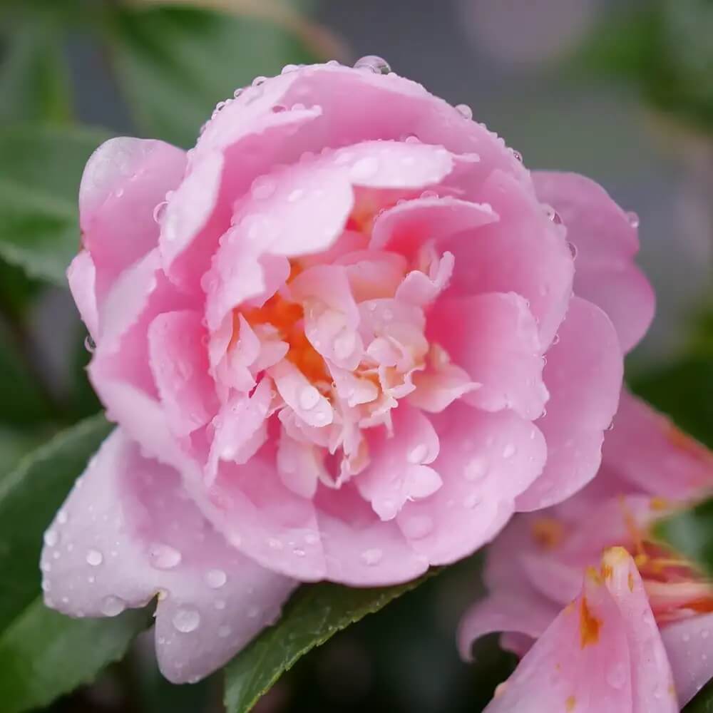 Pink Camellia Seeds 