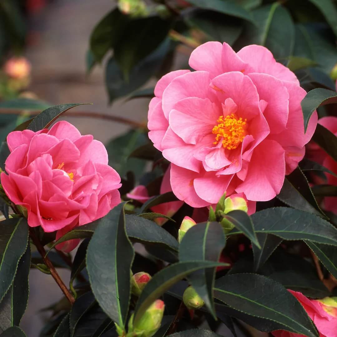Pink Camellia Seeds 