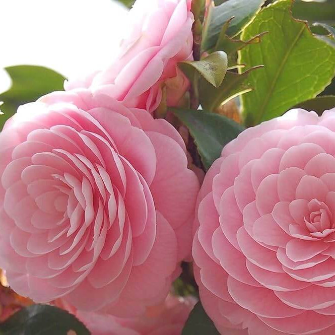 Pink Camellia Seeds 