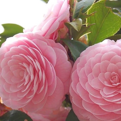 Pink Camellia Seeds 