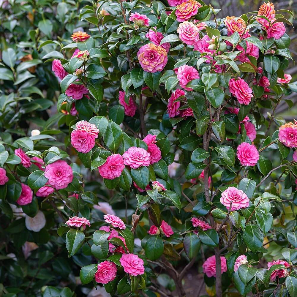 Pink Camellia Seeds 