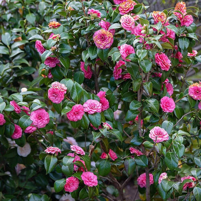Pink Camellia Seeds 