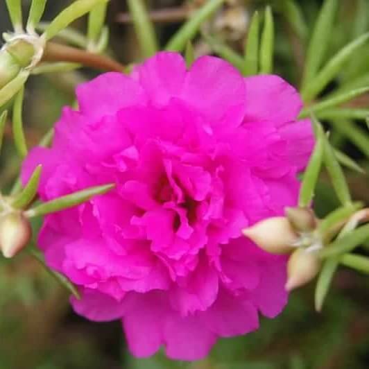 Pink Carnation Seeds - Flower Plant for Home Gardens