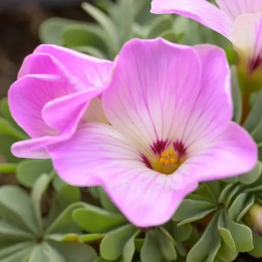 Pink Carpet Oxalis Seeds - Flower Plant