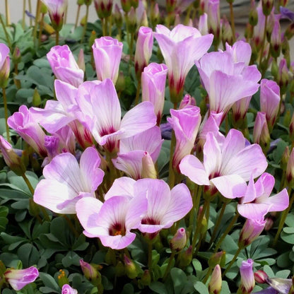 Pink Carpet Oxalis Seeds - Flower Plant