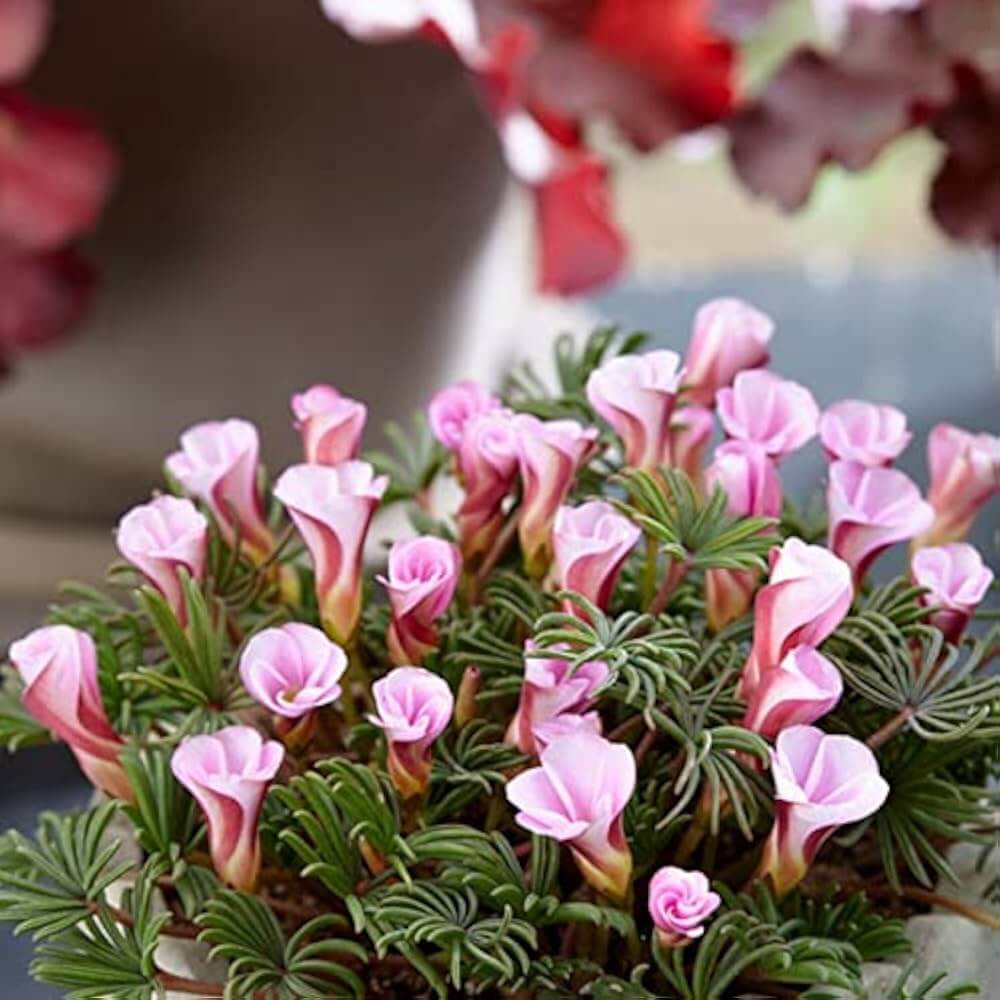 Pink Carpet Oxalis Seeds - Flower Plant