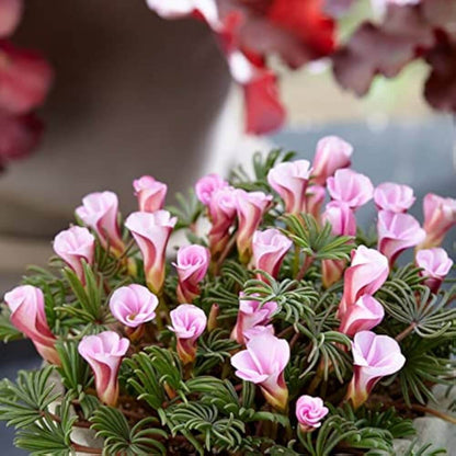 Pink Carpet Oxalis Seeds - Flower Plant