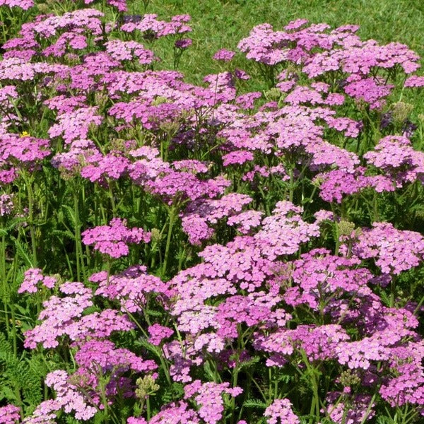 Pink Cerise Queen Yarrow Seeds