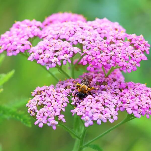 Pink Cerise Queen Yarrow Seeds