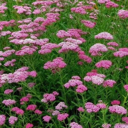 Pink Cerise Queen Yarrow Seeds