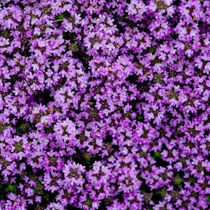 Pink Chintz Thyme Seeds
