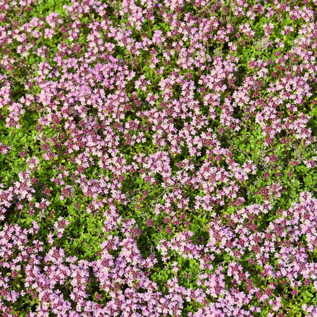 Pink Chintz Thyme Seeds