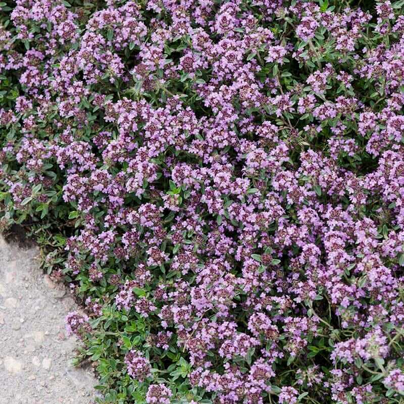 Pink Chintz Thyme Seeds