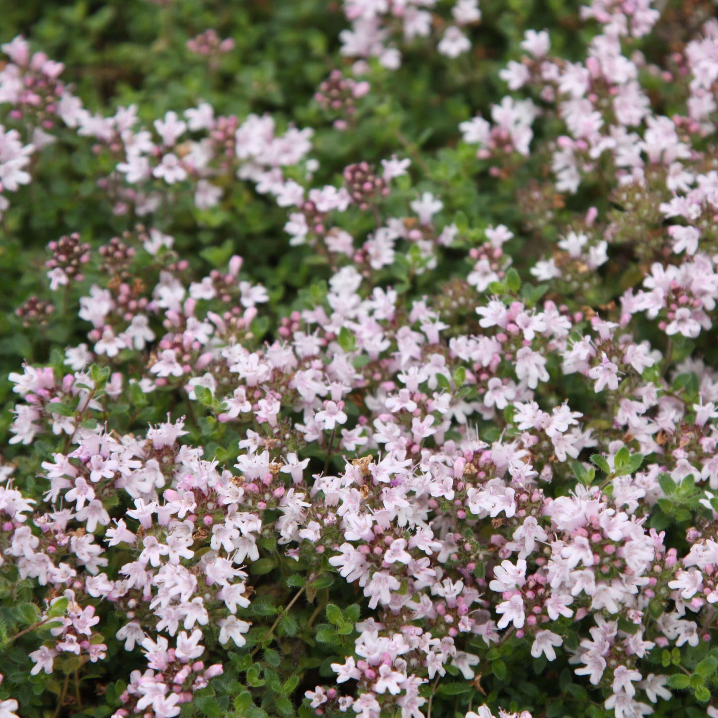 Pink Chintz Thyme Seeds