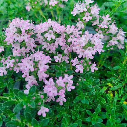 Pink Chintz Thyme Seeds